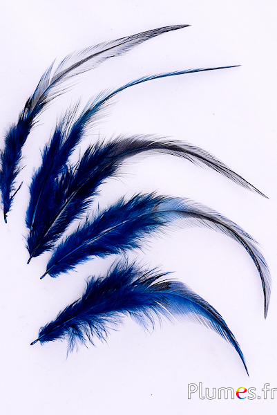 Coq flammé - 10-15 cm - bleu nuit